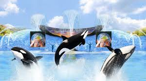 Delfin show